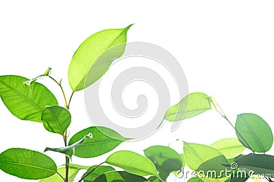 Eco-friendly concept, bright sunlight through green leaves Stock Photo