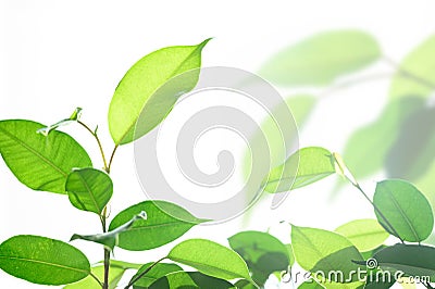 Eco-friendly concept, bright sunlight through green leaves Stock Photo