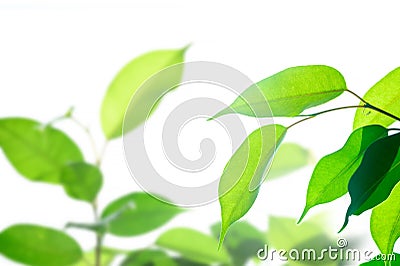 Eco-friendly concept, bright sunlight through green leaves Stock Photo