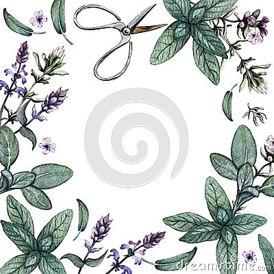 Eco-friendly frame made of sage and thyme. Watercolor illustration Cartoon Illustration