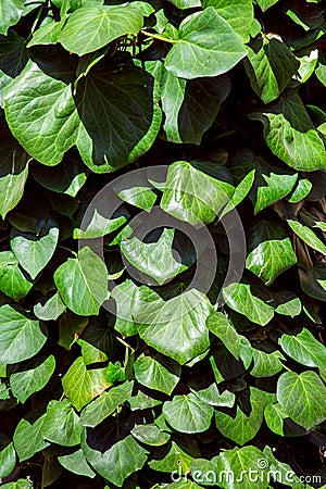 Eco friendly plant texture with a plant. Stock Photo