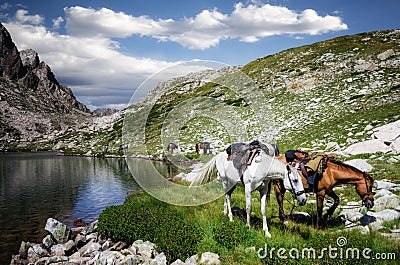 Horseback tour in the mountains Stock Photo