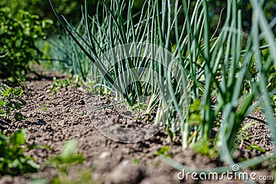 eco gardening, country garden with vegetables, onion, potatos and carrot growing Stock Photo