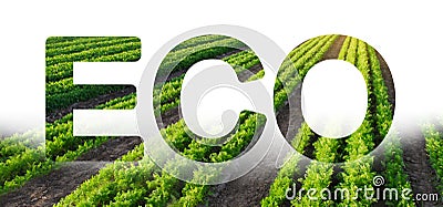 Eco inscription on the background of Carrot plantation field. Environmentally friendly harvest, quality control and use of safe Stock Photo