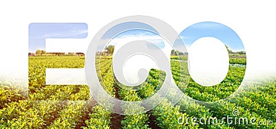 Eco inscription word on the background of green bushes potato plantation rows field. Environmentally friendly, quality control Stock Photo