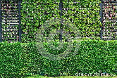 Eco and modern vertical garden nature fresh wall. Stock Photo