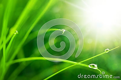 Eco Nature Background with Grass, Sun and Waterdrops Stock Photo