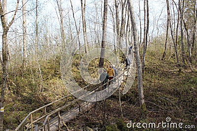 Eco path wooden walkway, ecological trail path - route walkways laid in the forest Editorial Stock Photo