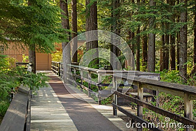 Eco path wooden walkway in the forest. Ecological trail path. Wooden path in the National park in Canada Stock Photo