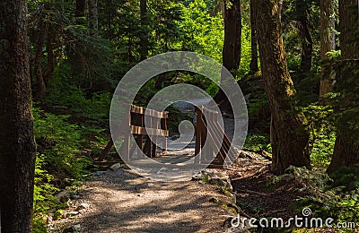 Eco path wooden walkway in the forest. Ecological trail path. Wooden path in the National park in Canada Stock Photo