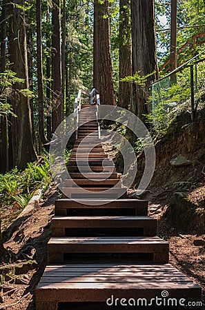 Eco path wooden walkway steps or stairs in the forest. Ecological trail path. Wooden path in the National park in Canada Stock Photo