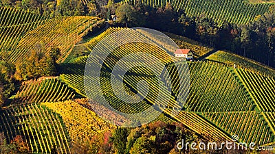 Slovenia vineyard patterns in autumn time Stock Photo
