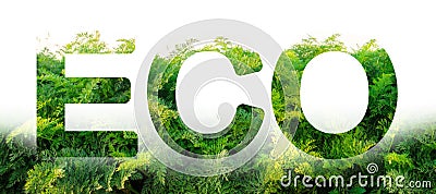 Eco word on the background of green leaves of carrots. plantation. Agriculture. harvest. Environmentally friendly, climate change Stock Photo