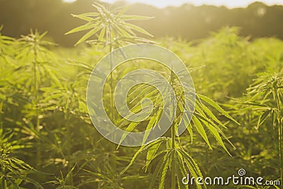 Hemp or cannabis industrial farm detail Stock Photo