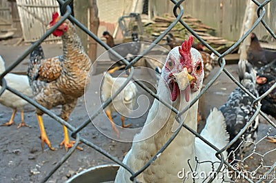 Farm. Ecological chicken. Hens Stock Photo