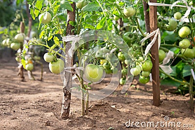 Ecological farm. Green tomatoes grown on open ground Stock Photo