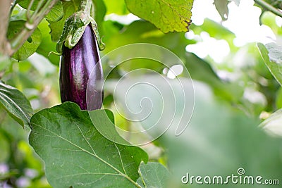 Ecological little eggplant hanging from plant. Aubergine, or brinjal, is a plant species in the nightshade family Solanaceae. Stock Photo