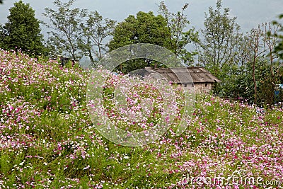 Ecological meadow Stock Photo