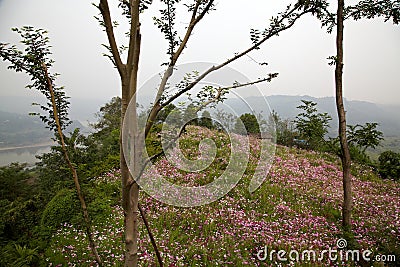 Ecological meadow Stock Photo