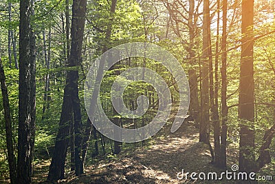 Ecological trail, tree trunks in a mountain pine forest, in the morning sun Stock Photo