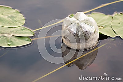 Ecology is broken Stock Photo