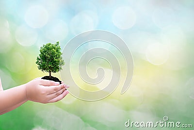 Ecology concept child human hands holding big plant tree with on blurred background Stock Photo