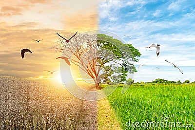 Ecology concept environment change tree forest drought and flying bird forest Stock Photo