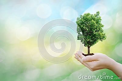 Ecology concept human hands holding big plant face tree look world environment Stock Photo