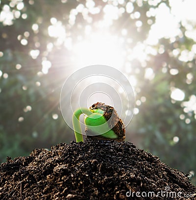 Ecology concept. Rising sprout tamarind Stock Photo