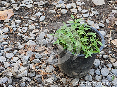 Ecology, World Environment Day, Eco Friendly, Trust Stock Photo