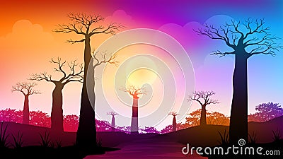 Pathway in Africa savanna with baobab trees at sunset time Stock Photo