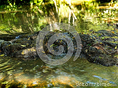 Ecoregion with the greatest biodiversity in Argentina Stock Photo