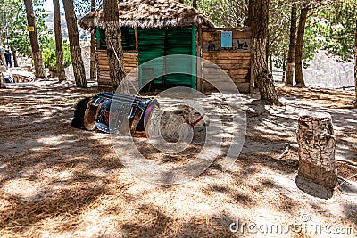 Ecuador - September 25, 2022: llama as a tourist attraction Editorial Stock Photo