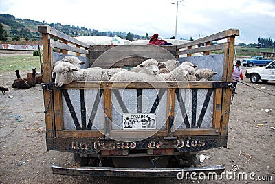 Ecuadorian truck full with sheep Stock Photo