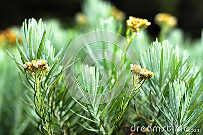 Edelweis is a flower that gets a nickname `Everlasting flower` Stock Photo