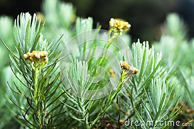 Edelweis is a flower that gets a nickname `Everlasting flower` Stock Photo