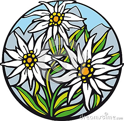 Edelweiss. Vector Illustration