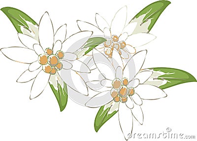 Edelweiss. Vector Illustration