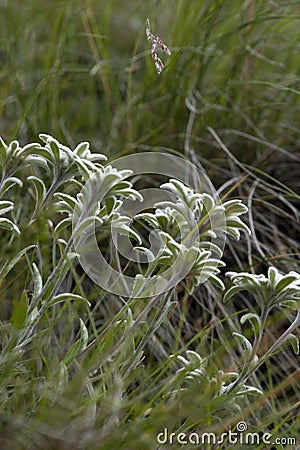 Edelweiss alpine flower bouquet Stock Photo