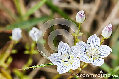 Edelweiss alpine flowers Stock Photo