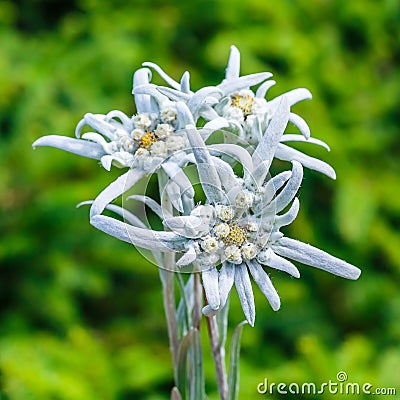 Edelweiss Alpine or Leontopodium lat. Leontopodium Stock Photo