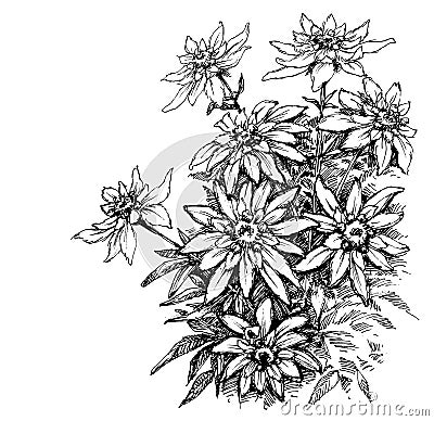 Edelweiss etching Vector Illustration