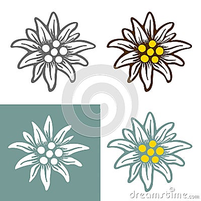Edelweiss flower icon vector alpine icon flat web sign symbol logo label Vector Illustration
