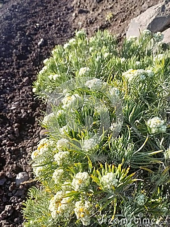 edelweiss flower or flower of immortality Stock Photo