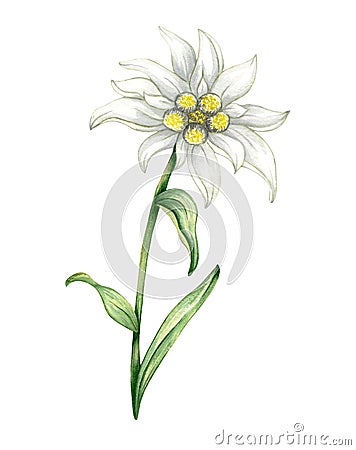 Edelweiss flower Leontopodium alpinum, Watercolor hand drawn illustration isolated on white background Cartoon Illustration