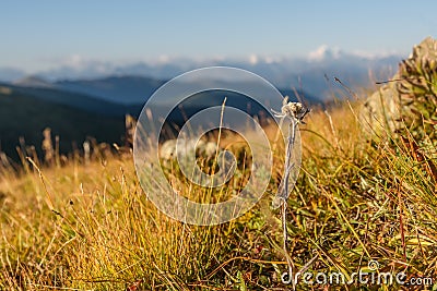 Edelweiss flower mountain background Stock Photo
