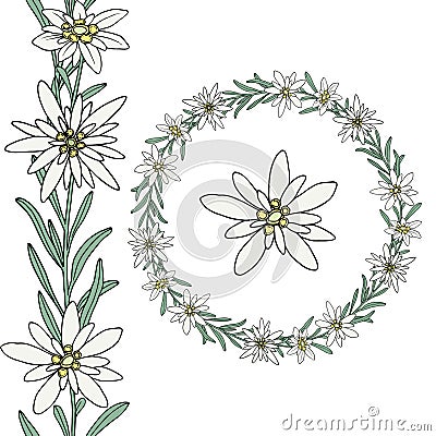 Edelweiss flower. Seamless border. Floral wreath. Mountain plant. Hand draw sketch Cartoon Illustration