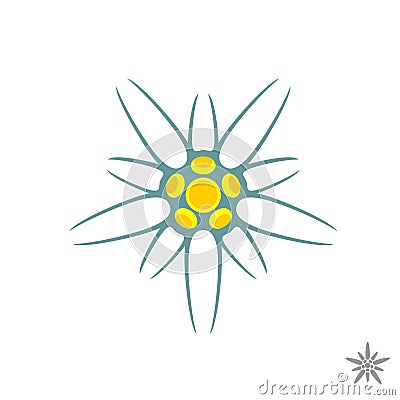 Edelweiss flower simple logo Vector Illustration