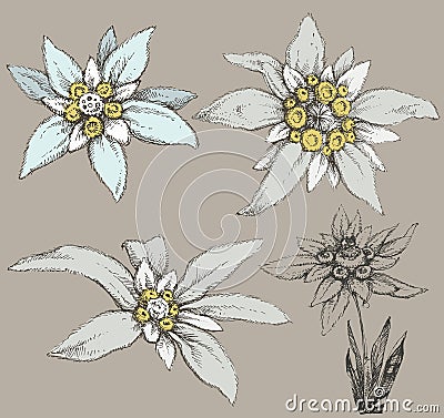 Edelweiss flower Vector Illustration