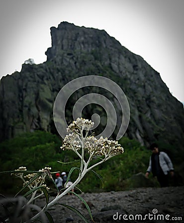 Edelweiss flower and stone at Kelud Mountain Stock Photo